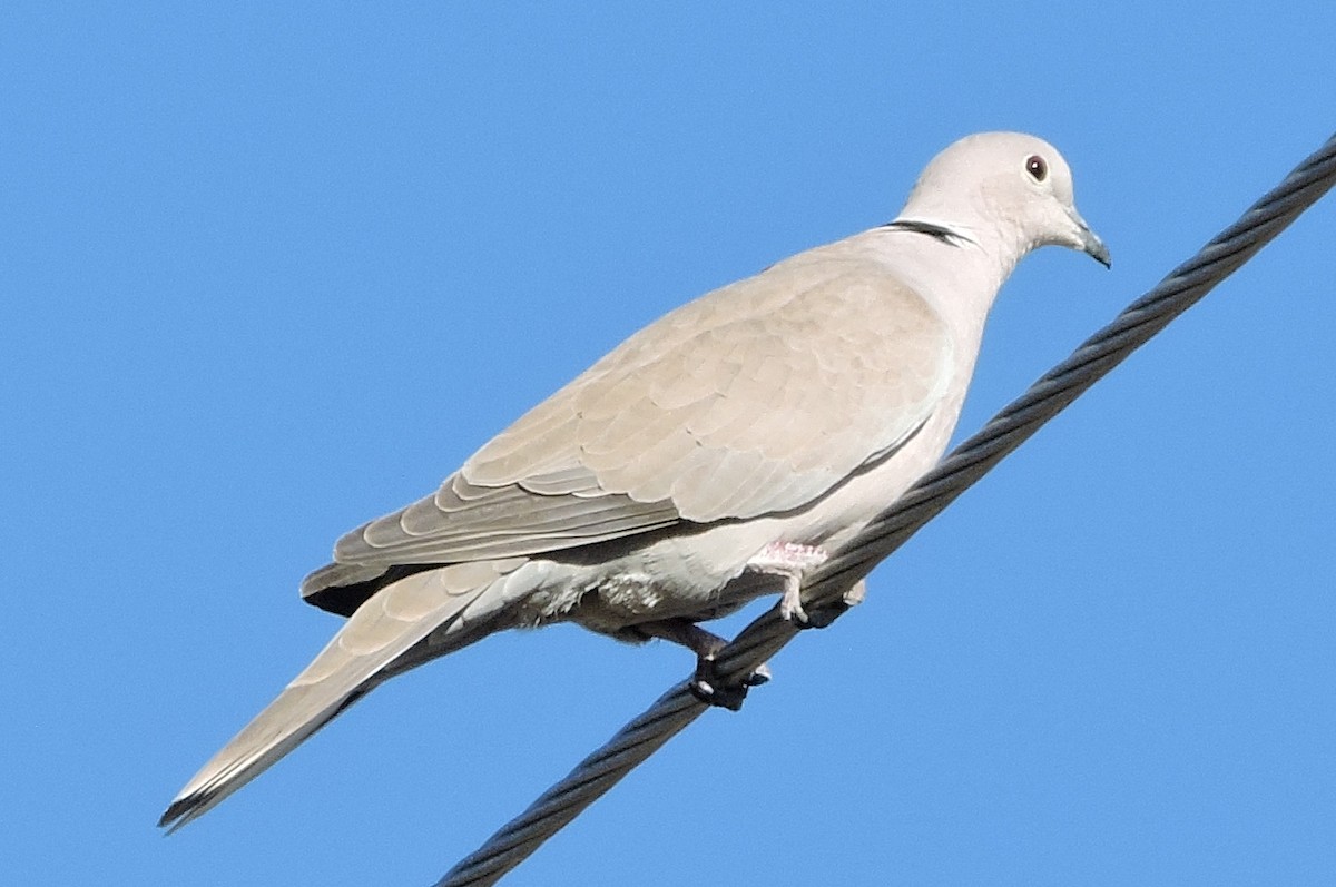 Eurasian Collared-Dove - Greg Cross