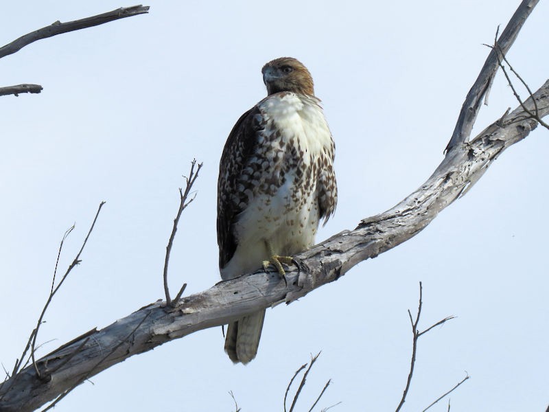 Red-tailed Hawk - ML76241521