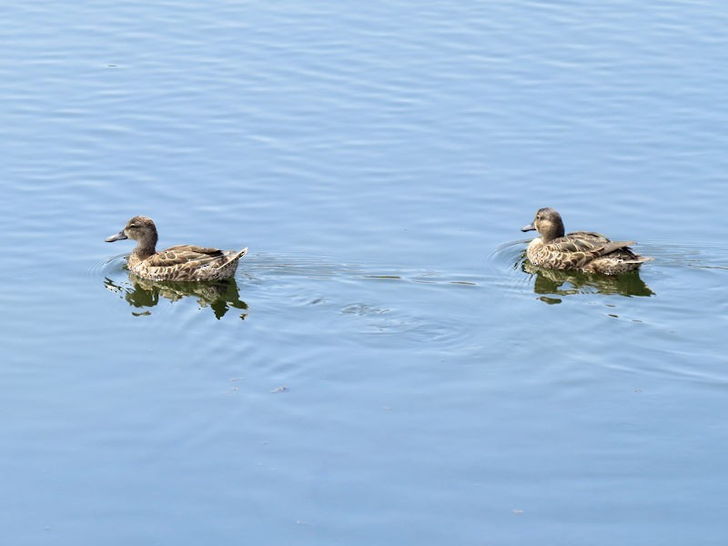Blue-winged Teal - ML76242561
