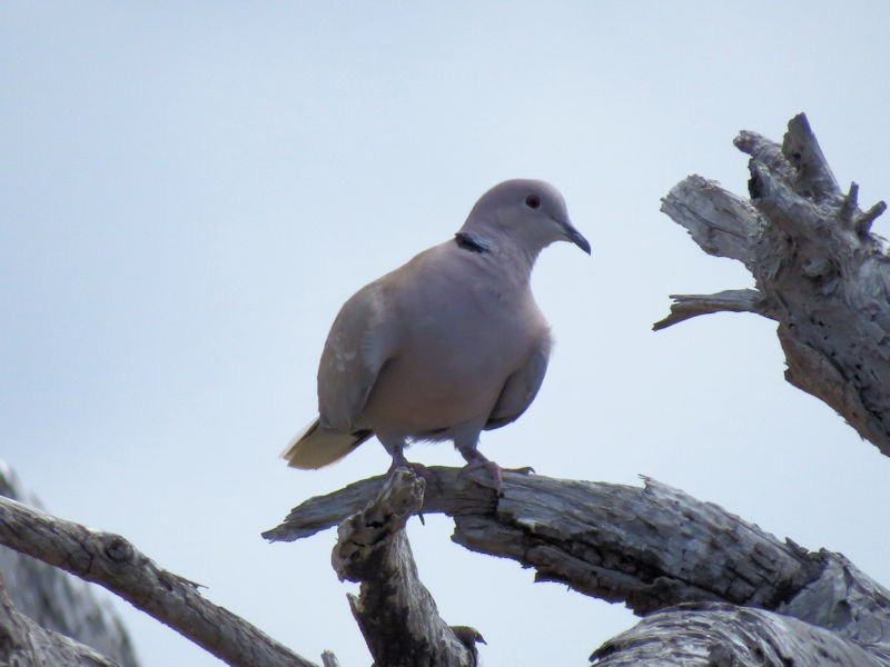 Eurasian Collared-Dove - ML76242641