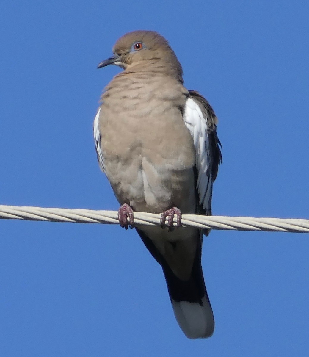 White-winged Dove - Gary Byerly
