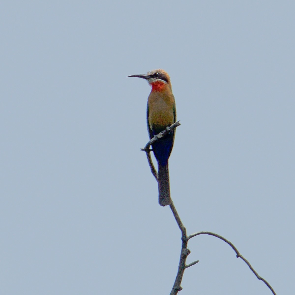 White-fronted Bee-eater - Joe C. Pacifico