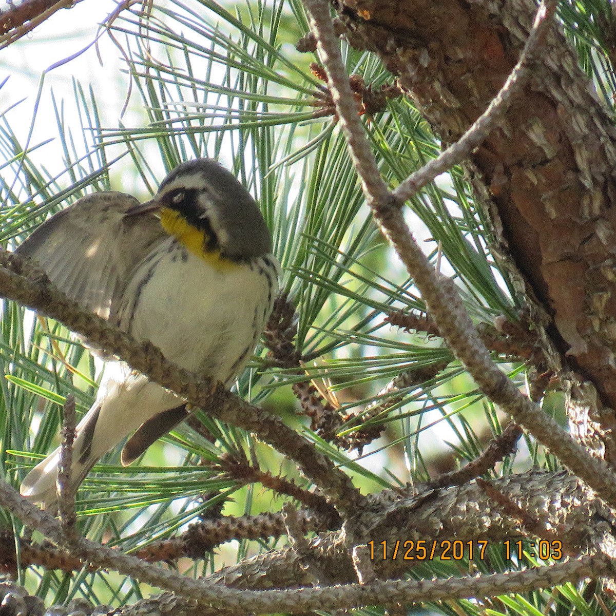 Yellow-throated Warbler - ML76245411