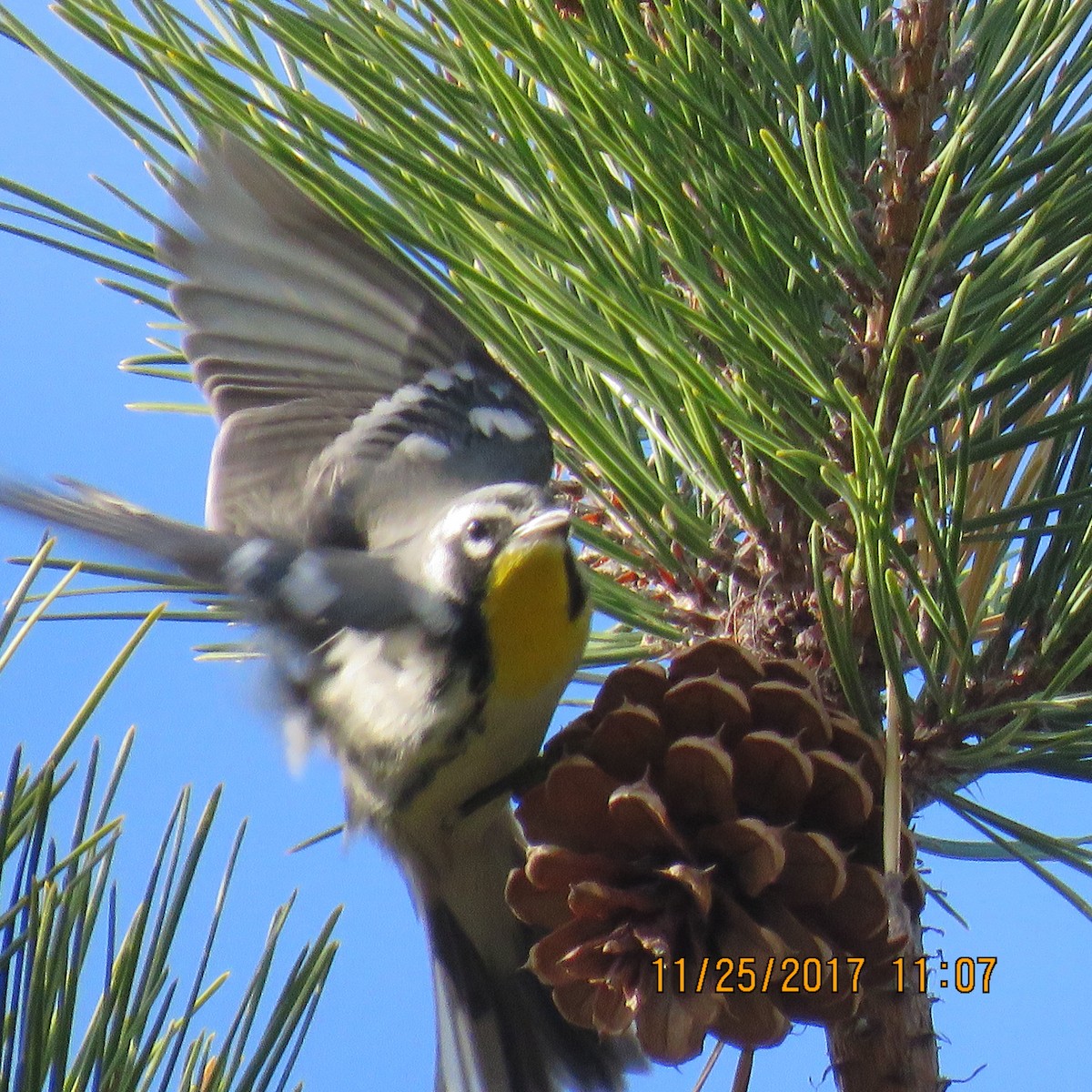 Yellow-throated Warbler - ML76245451