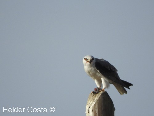 Black-winged Kite - Helder Costa