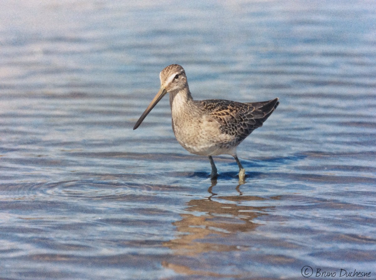 Long-billed Dowitcher - ML76247391