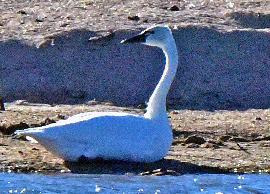 Tundra Swan - brian waitkus