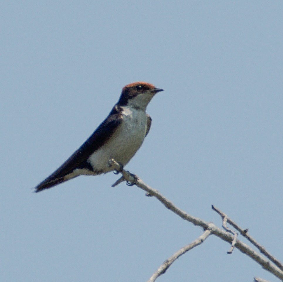 Wire-tailed Swallow - Joe C. Pacifico