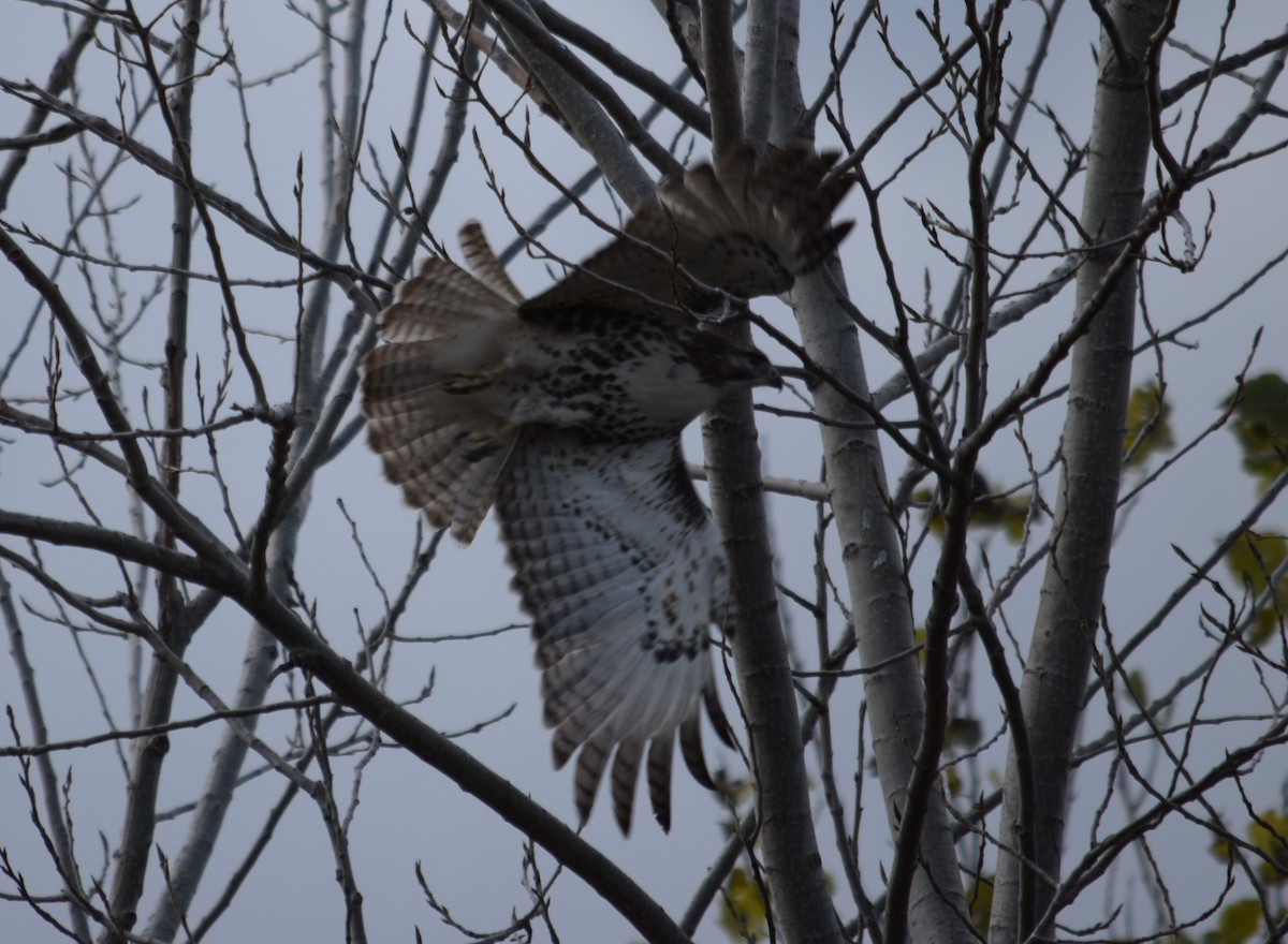Red-tailed Hawk - Rob Harbin