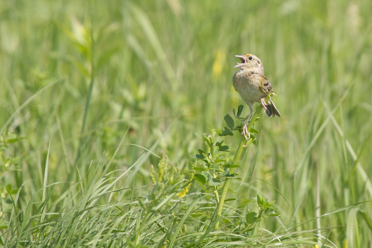 Grasshopper Sparrow - Bob Dunlap