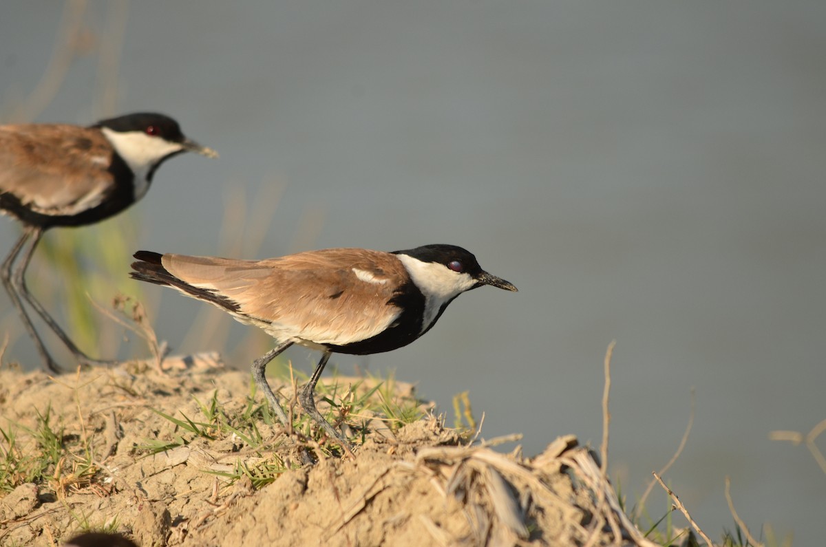 Spur-winged Lapwing - ML76252051