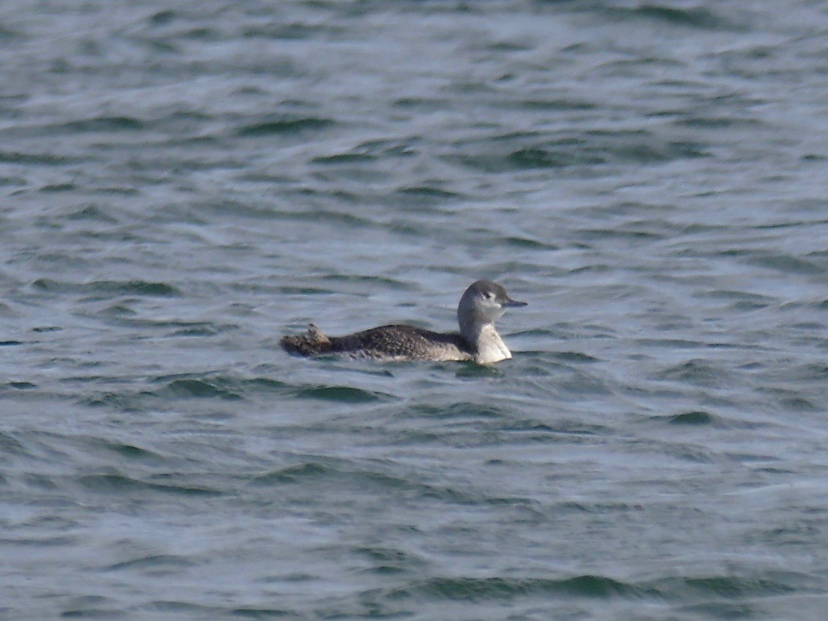Red-throated Loon - ML76255181