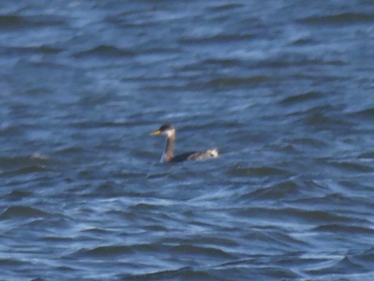 Red-necked Grebe - ML76255841