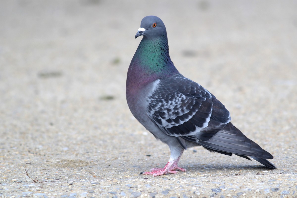Rock Pigeon (Feral Pigeon) - ML76258531