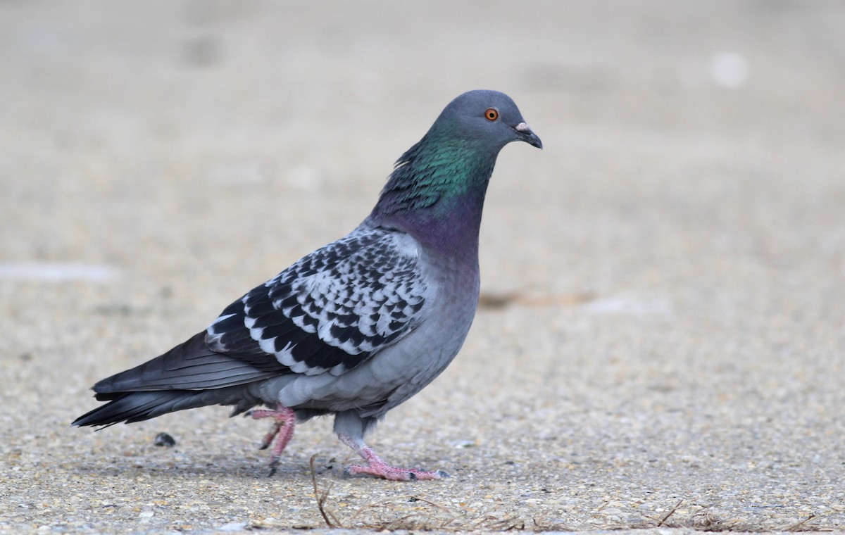 Rock Pigeon (Feral Pigeon) - ML76258541