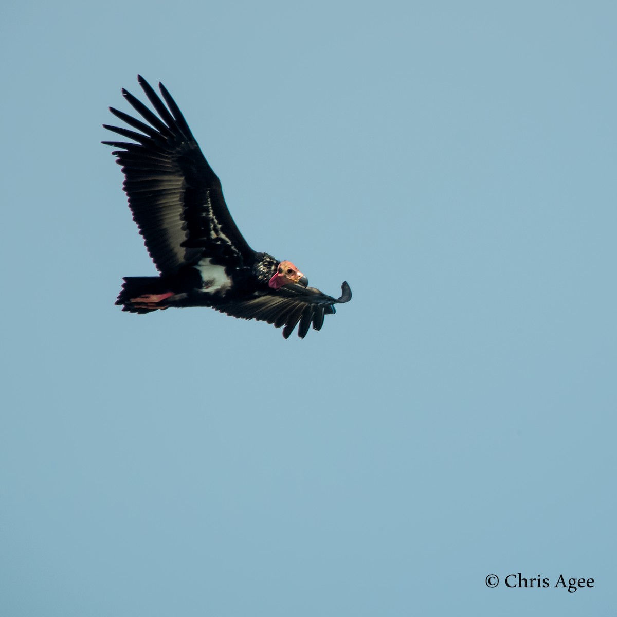 Red-headed Vulture - ML76260841
