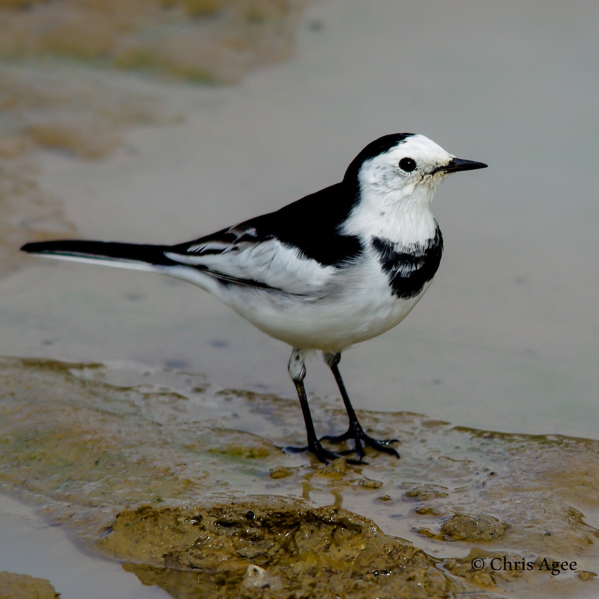 White Wagtail - Chris Agee