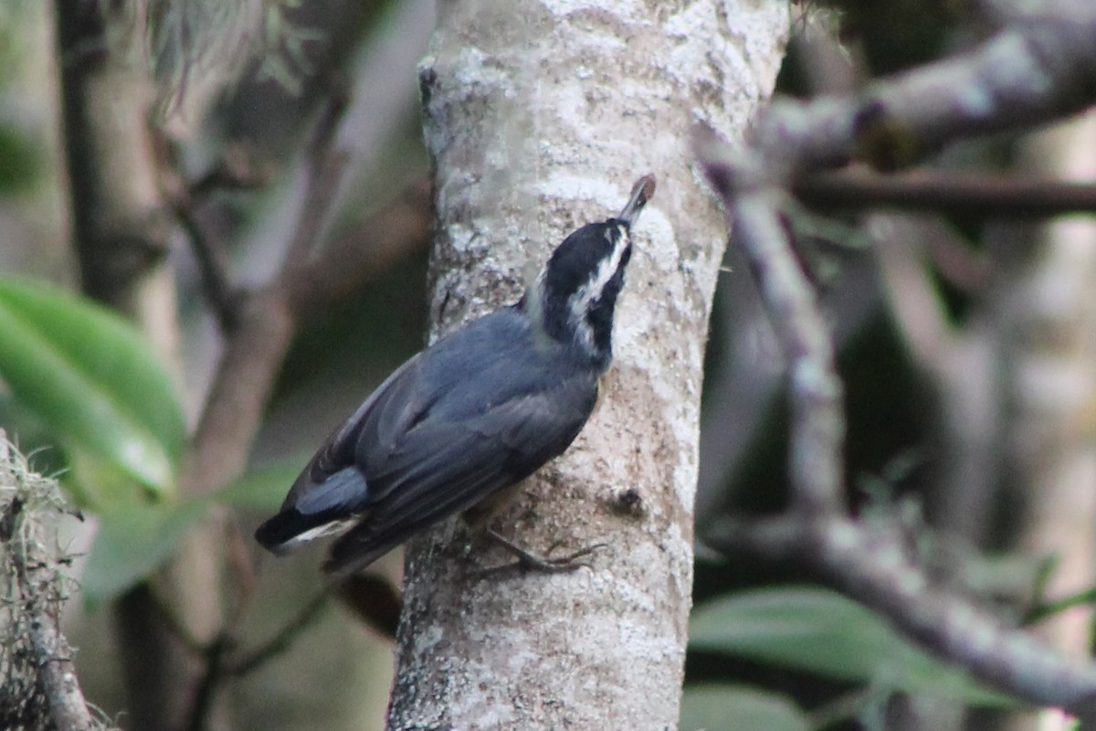 Red-breasted Nuthatch - ML76263071