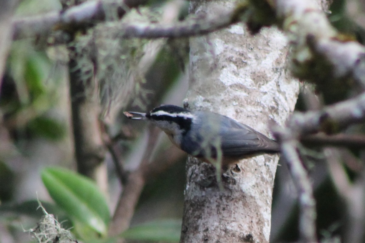 Red-breasted Nuthatch - ML76263081