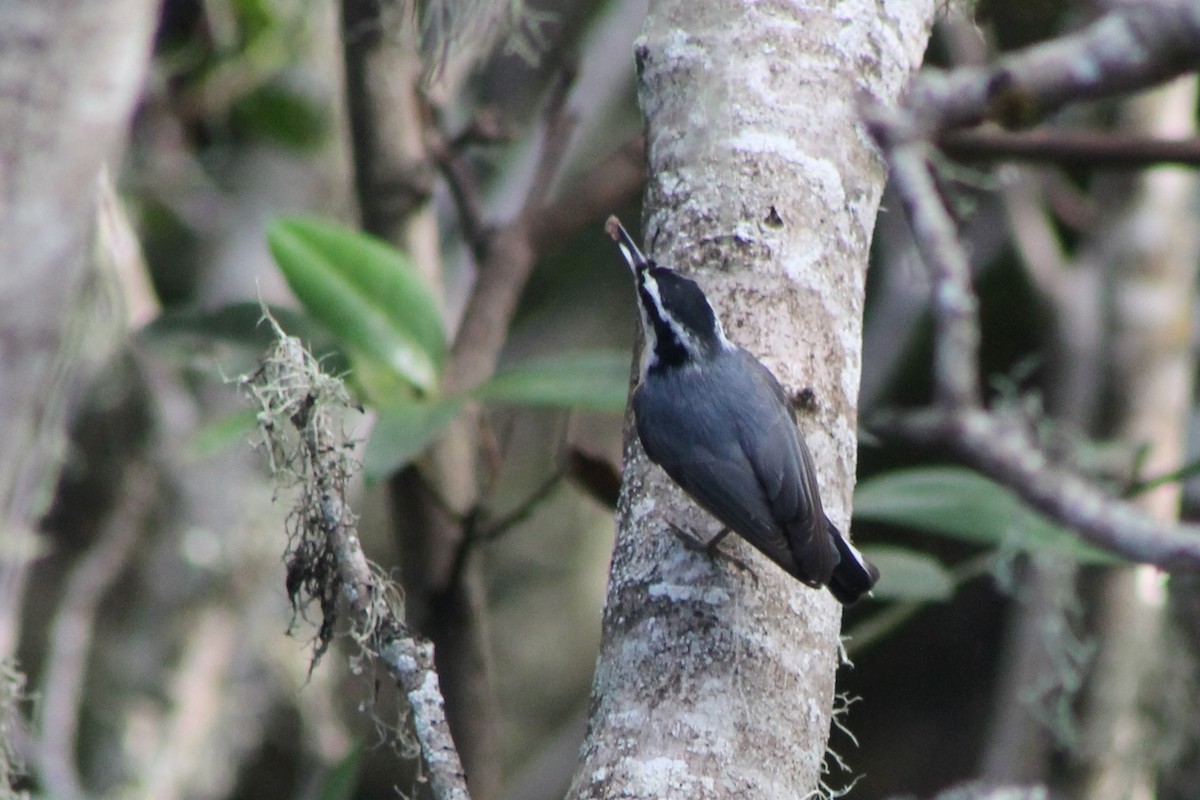 Red-breasted Nuthatch - ML76263091