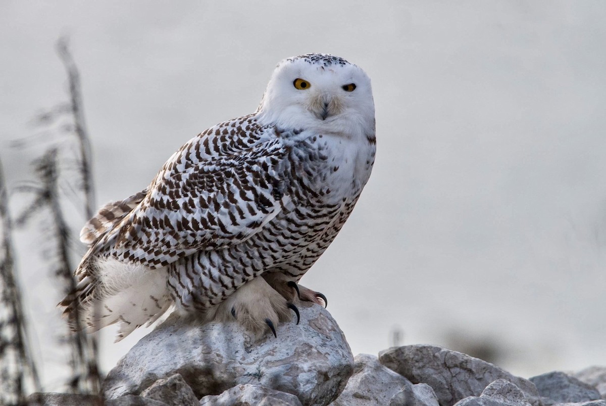 Snowy Owl - ML76263651