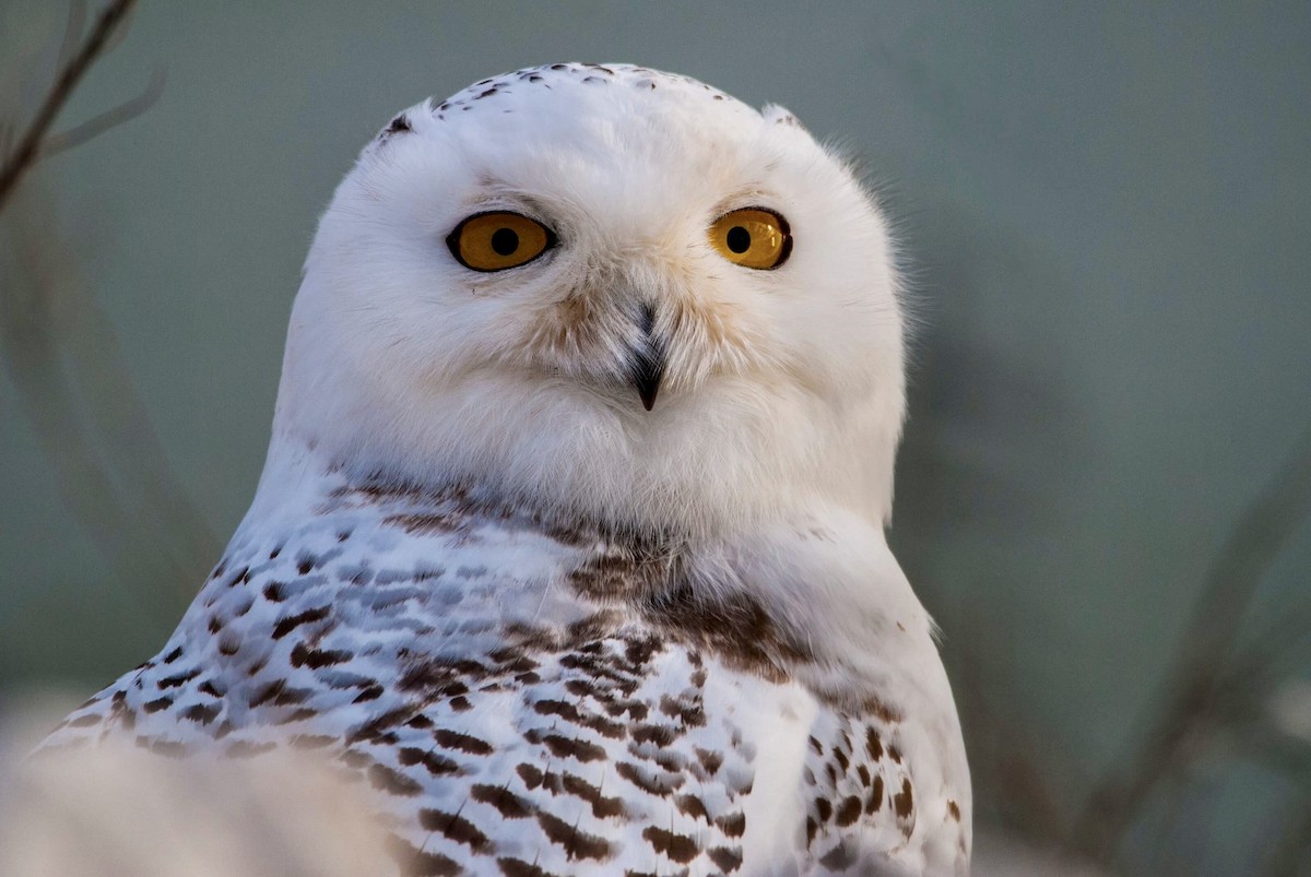 Snowy Owl - ML76263681