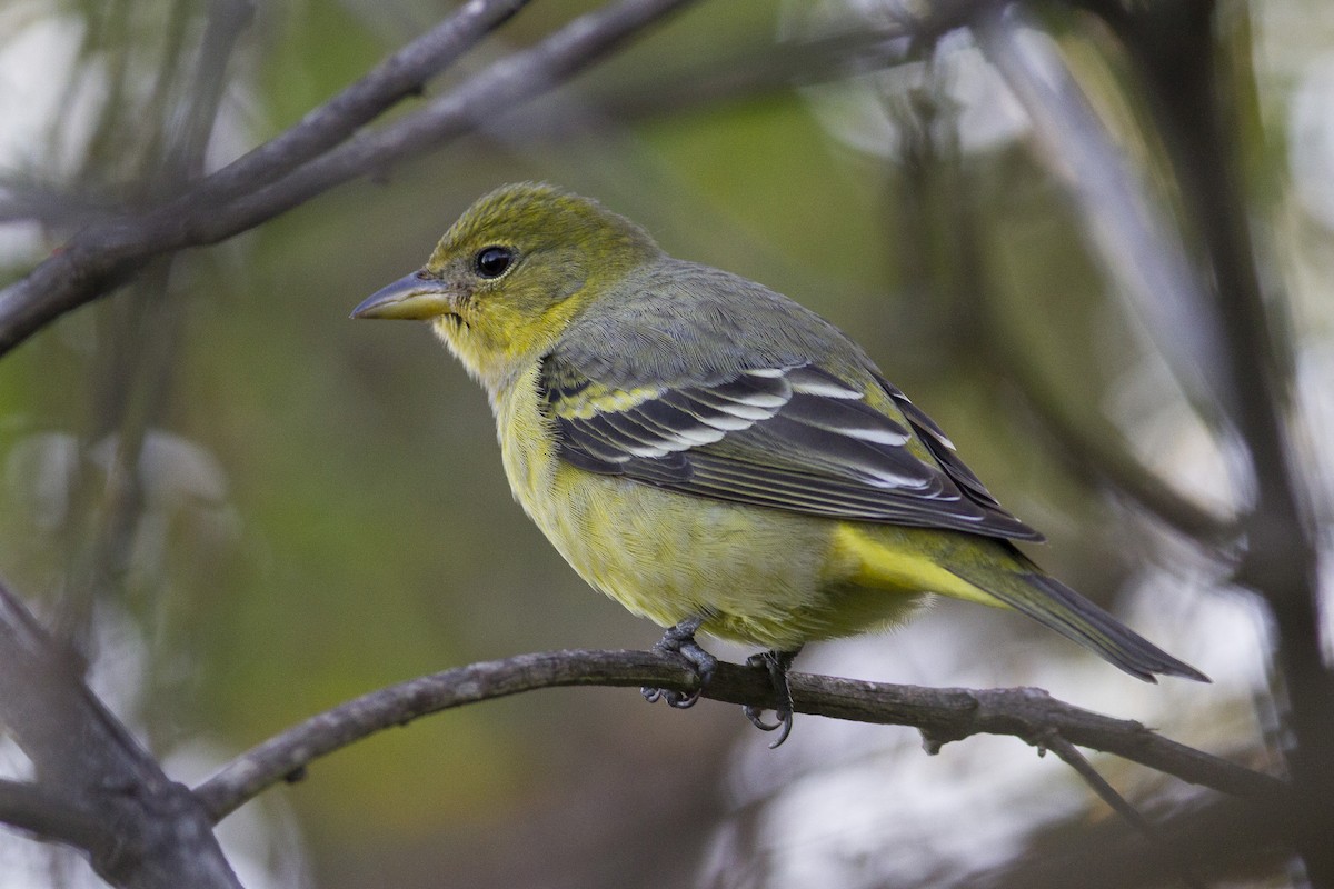 Western Tanager - Jacob Drucker