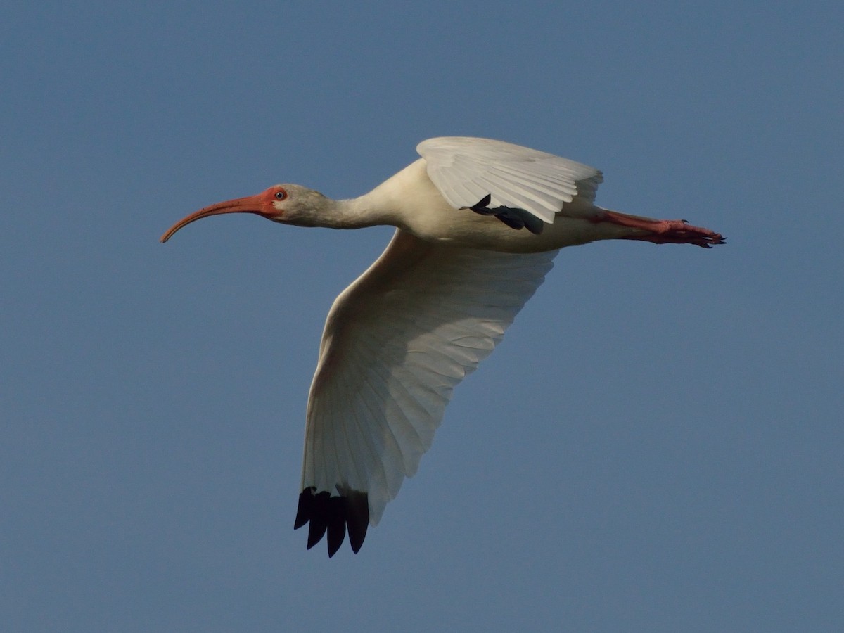 White Ibis - Bente Torvund