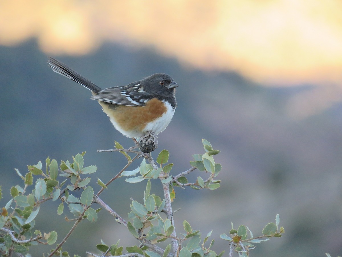 Spotted Towhee - ML76271431