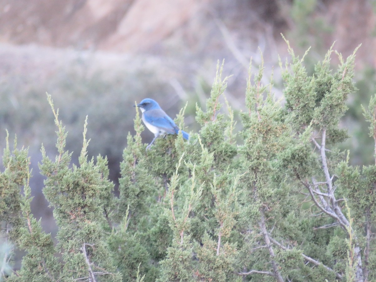 Woodhouse's Scrub-Jay - Anne (Webster) Leight