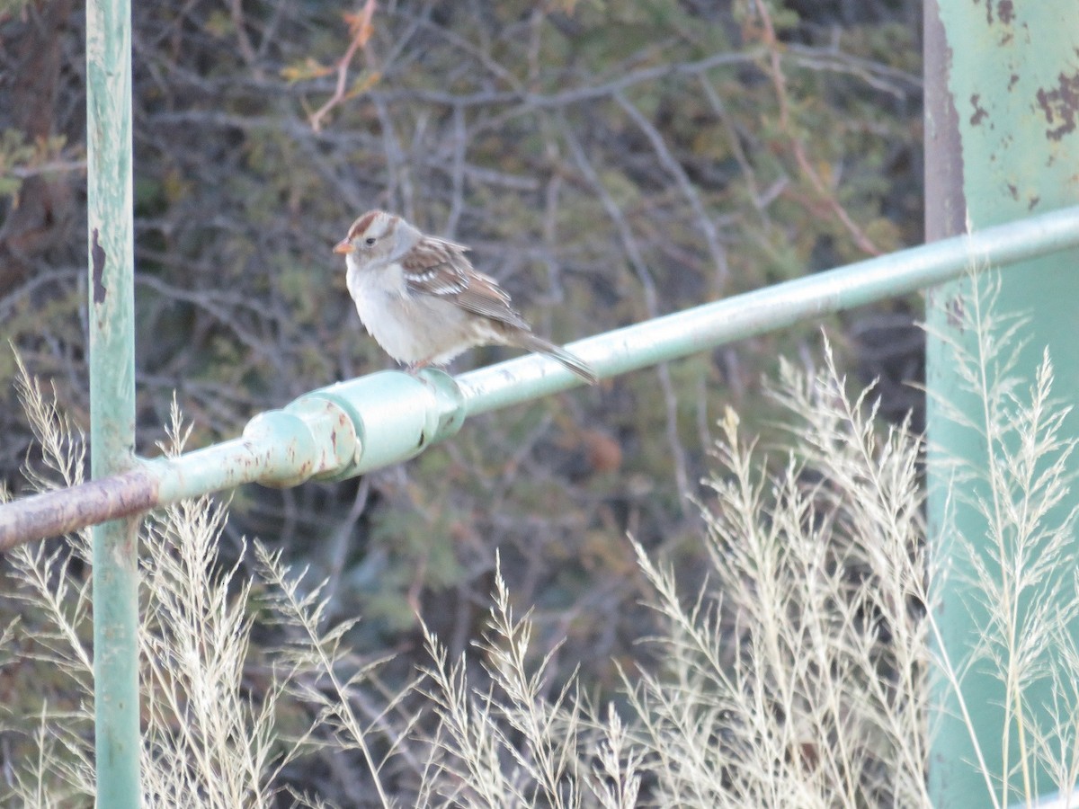 White-crowned Sparrow - ML76273041