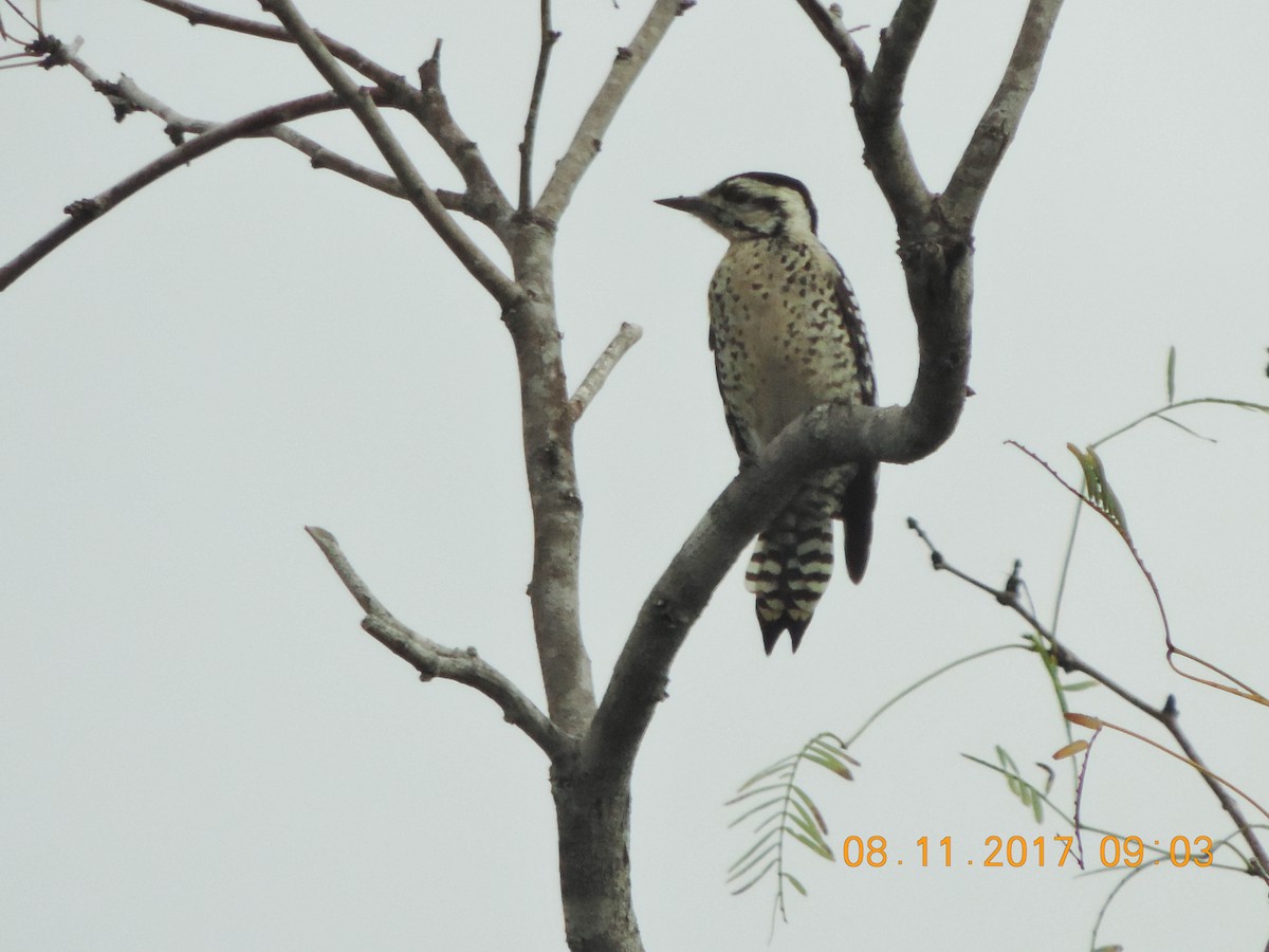 Ladder-backed Woodpecker - Shiela Shallcross