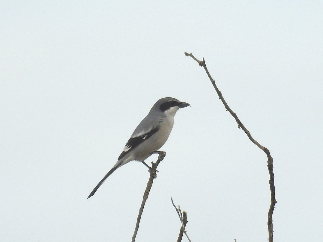 Iberian Gray Shrike - ML76275791