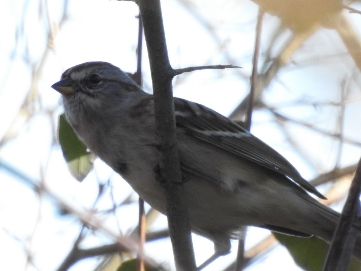 American Tree Sparrow - ML76279211