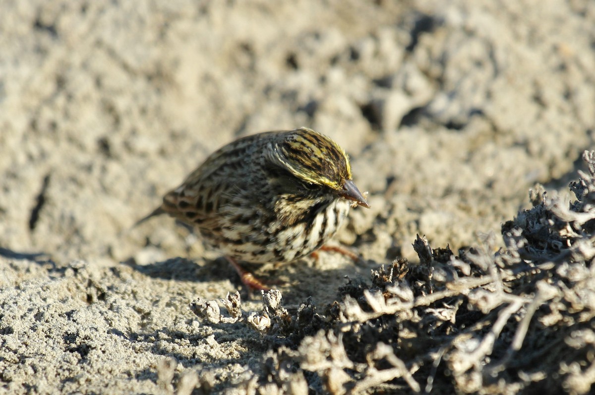 Savannah Sparrow (Belding's) - ML76286601