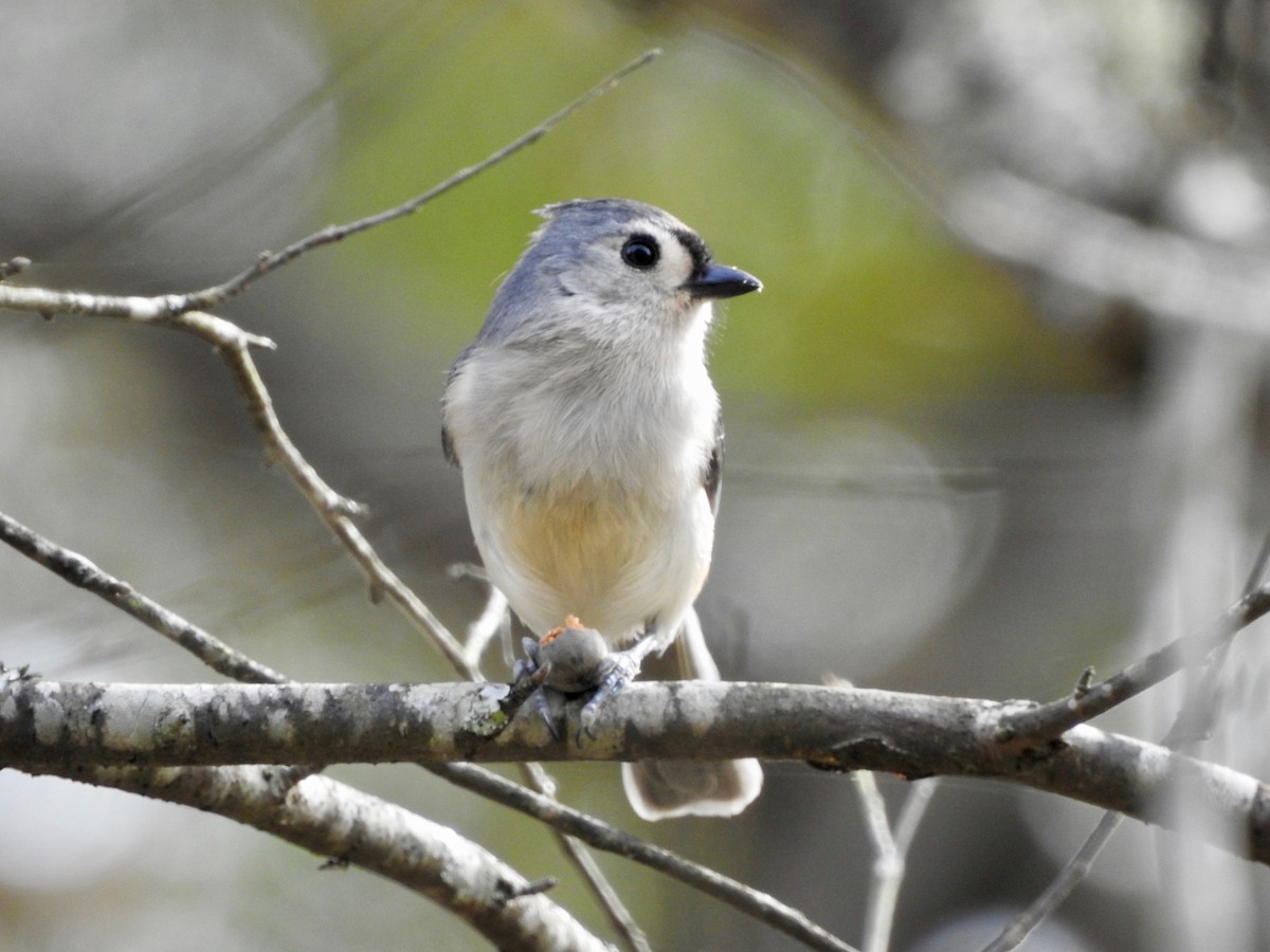 Tufted Titmouse - P Chappell