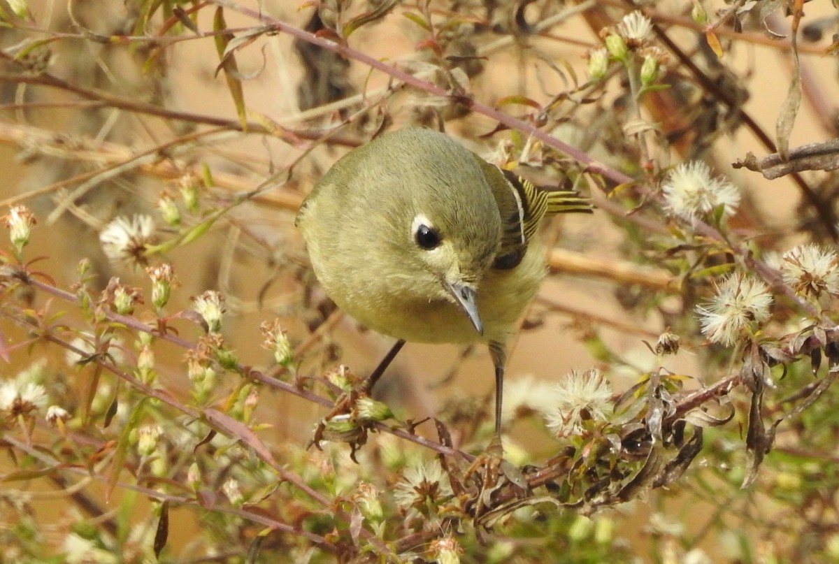 Ruby-crowned Kinglet - P Chappell