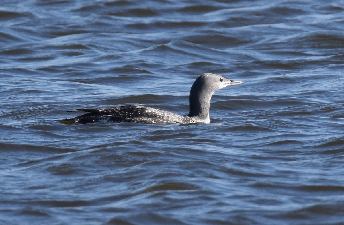 Red-throated Loon - ML76287801
