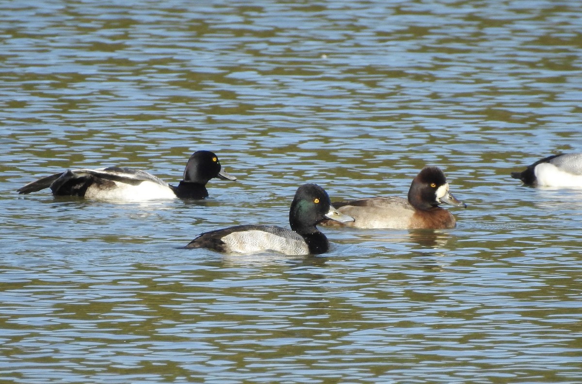 Lesser Scaup - P Chappell