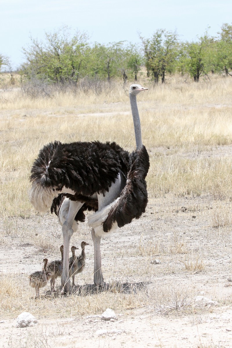 Common Ostrich - Charley Hesse TROPICAL BIRDING