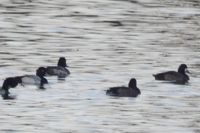 Greater Scaup - ML76290261