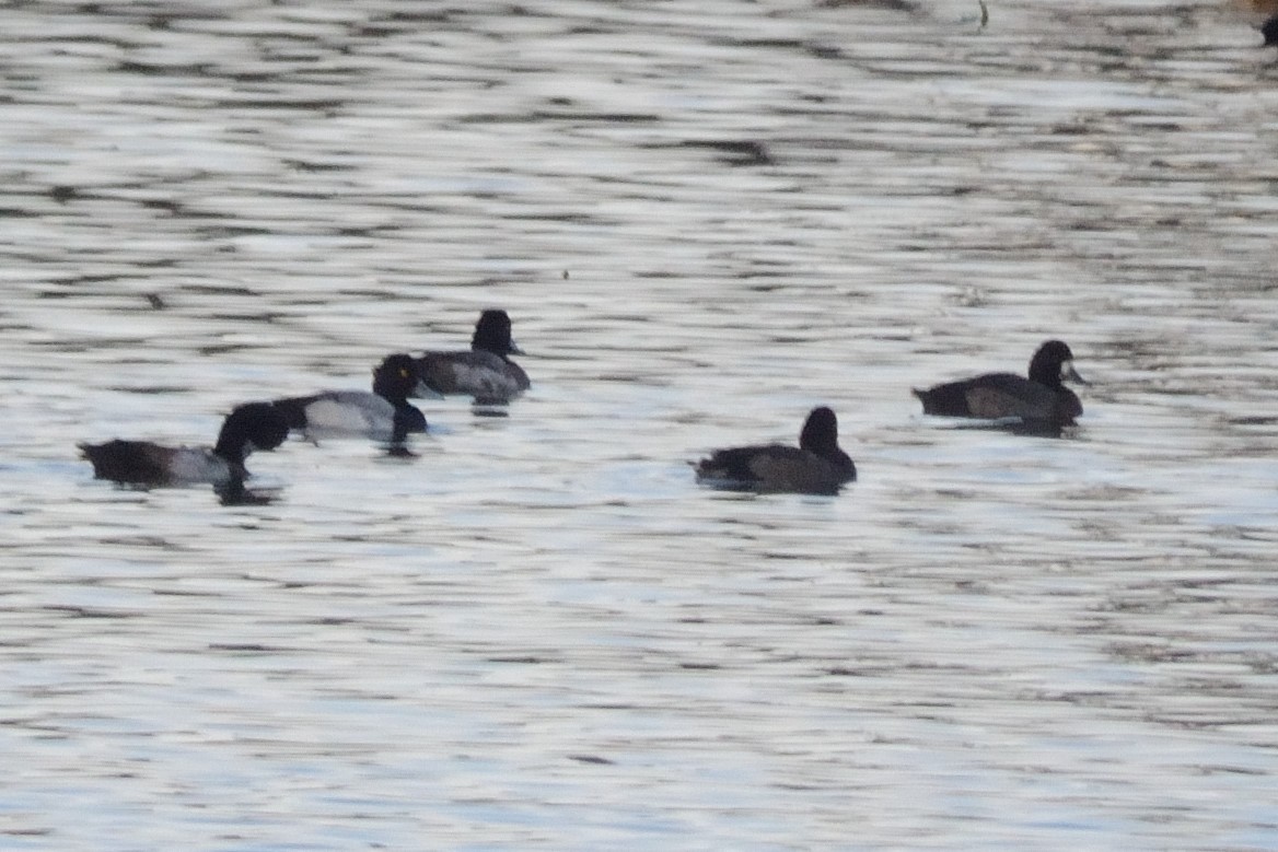 Greater Scaup - ML76290321