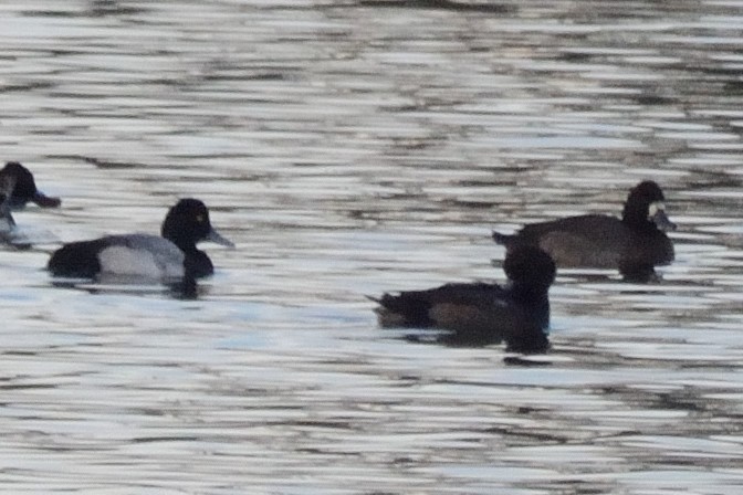 Greater Scaup - ML76290351