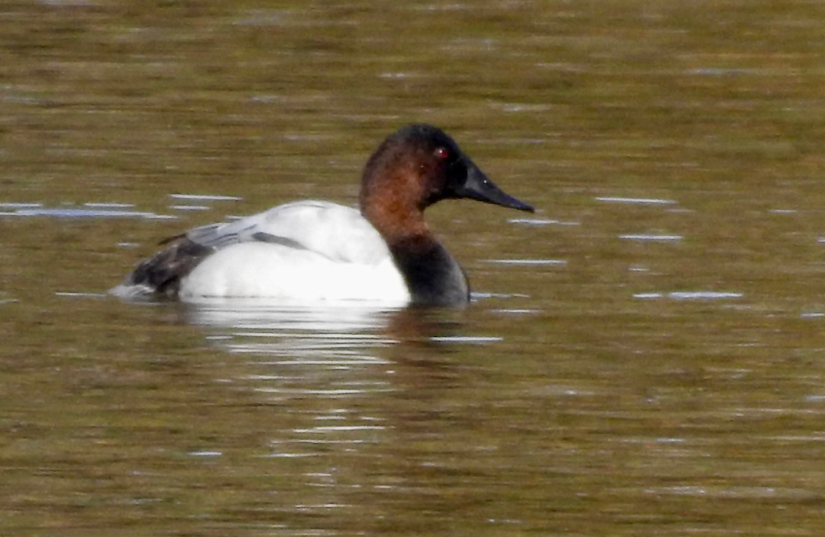 Canvasback - P Chappell