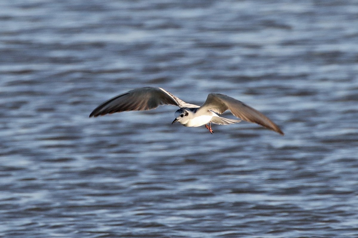 White-winged Tern - ML76290581
