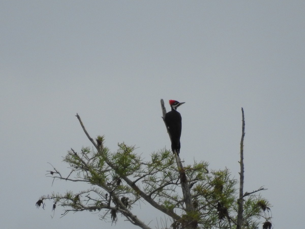 Pileated Woodpecker - Luis Gonzalez