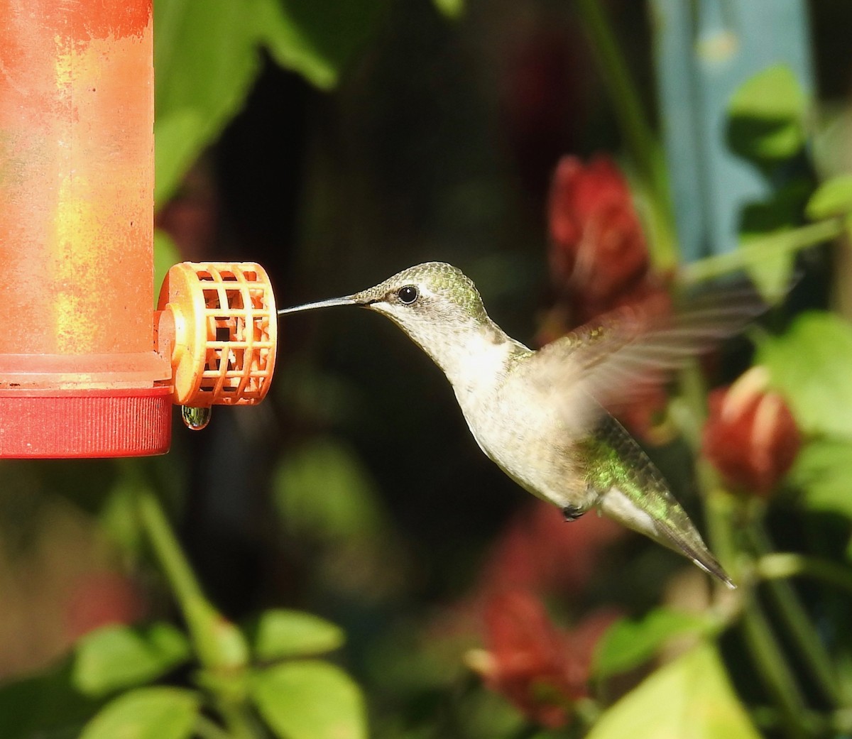 Ruby-throated Hummingbird - ML76293911