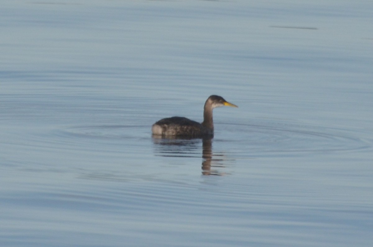Red-necked Grebe - Ben Roberts