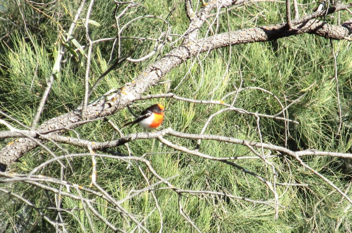 Red-capped Robin - Curtis Hayne