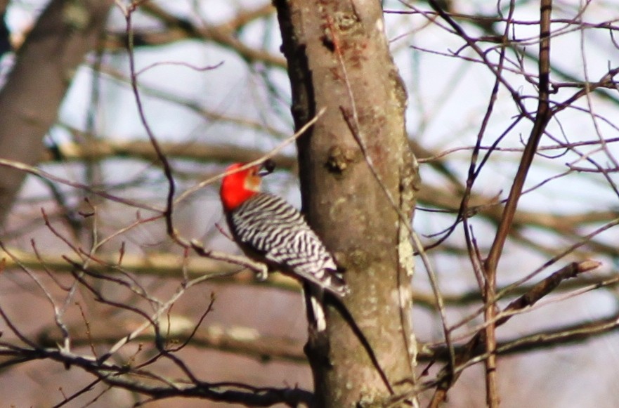Red-bellied Woodpecker - Elijah Askin
